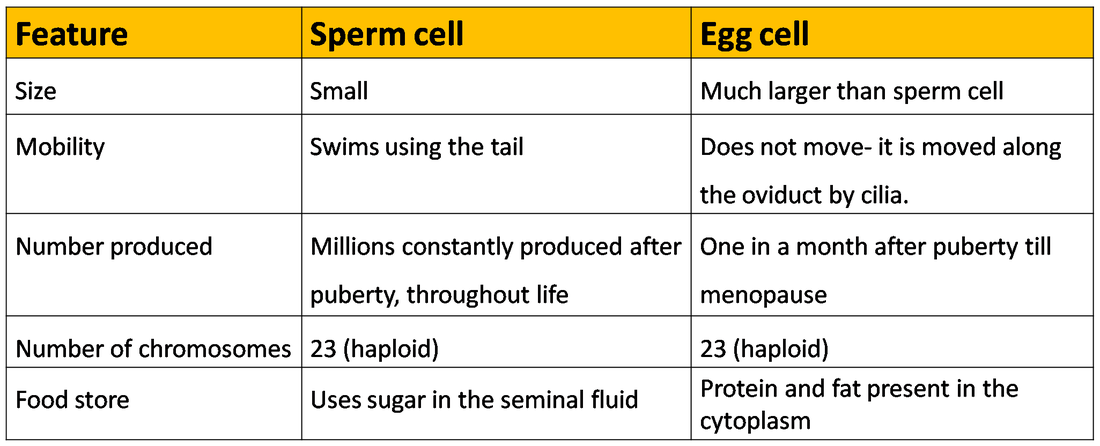 16.2_Reproduction in humans - BIOLOGY4IGCSE
