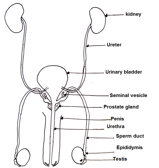 Male Reproductive System Front View Diagram - Human Anatomy